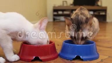 两只猫从碗里吃东西。 小猫吃东西。 两只小猫在吃东西。